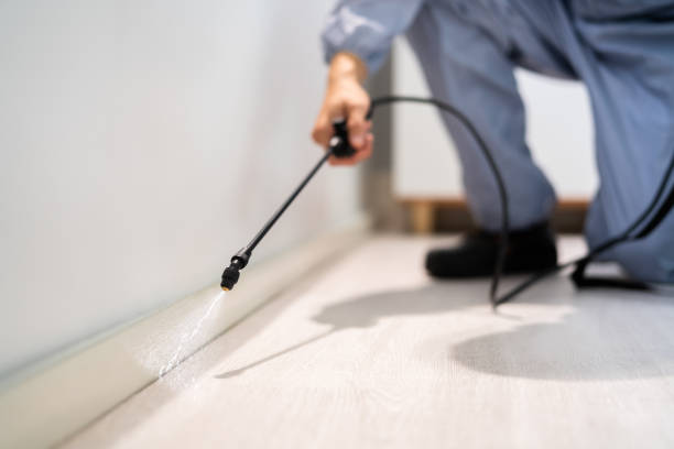 Licensed Wasp Removal service in Shepherd, MI - Show Me Pest Control